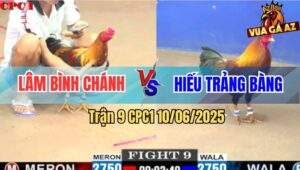 Trận 9 CPC1 10/6/2025 - Gà Điều Anh Hiếu Trảng Bàng Đá Cựa Như Sam Sít
