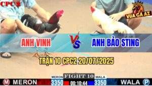 Trận 10 CPC2 20/7/2025 - Bướm Hiệu Bảo Sting Đâm Cựa Như Máy Điện