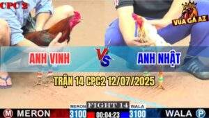Trận 14 CPC2 11/7/2025 - Bướm Anh Nhật Đâm Cựa Như Súng Bắn