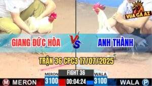 Trận 36 CPC3 17/7/2025 - Gà Bướm Anh Giang Đá 1 Cước Đối Thủ Lìa Giò