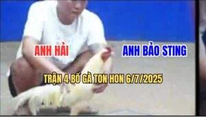 Trận 4 Bồ Ton Hon 6/7/2025 - Bướm Hiệu Anh Bảo Sting Có Chân Xạo Lờ