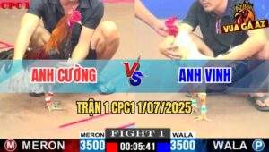 Trận 1 CPC1 1/7/2025 - Gà Bướm Anh Vinh Phản 1 Cựa Hạ Điều Anh Cường