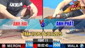 Trận 11 CPC3 6/7/2025 - Gà Anh Hai Bo Khủng Hạ Sát Gà Anh Phát Sài Gòn
