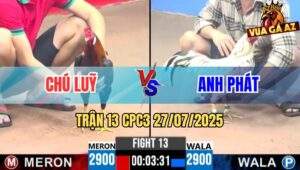 Trận 13 CPC3 27/7/2025 - Gà Câu Đông Đá Cựa Quá Tịch Làm Gỏi Đối Thủ