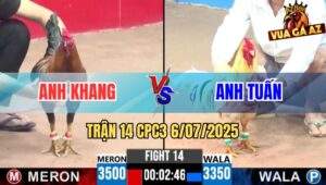 Trận 14 CPC3 6/7/2025 - Gà Anh Tuấn Đâm Cựa Hay Đá 1 Tay Nước Lụm Xổ