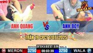 Trận 19 CPC1 1/7/2025 - Gà Bướm Tải Cựa Tốt Đâm Điều Gãy Chân Gục Chết