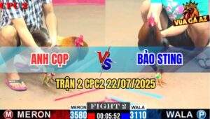 Trận 2 CPC2 27/7/2025 - Gà Điều Bảo Sting Chấp Ngông Thất Thủ Sau 3 Chân