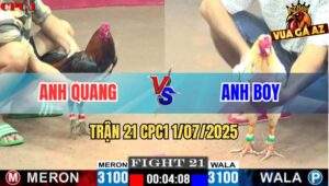 Trận 21 CPC1 1/7/2025 - Gà Bướm Anh Phú Đá Như Sát Thủ Đâm Cựa Quá Ác