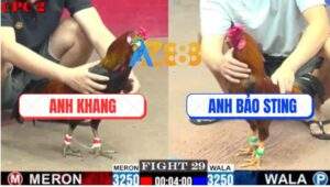 Trận 29 CPC2 9/7/2025 - Gà Vàng Anh Bảo Sting Đâm Không Kịp Rớt Chân