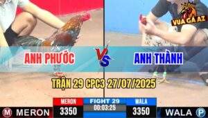 Trận 29 CPC3 27/7/2025 - Gà Anh Phước Phản 1 Cựa Hiểm Lật Kèo Quá Hay