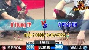Trận 9 CPC3 14/07/2025 - Gà Anh Phát Đức Hòa Đá Cái Bo Quá Lực