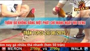 Trận 1 CPC5 24/8/2025 - Camelo Đưa Chân Lên Mu Lưng Gà Xám Bung Chạy