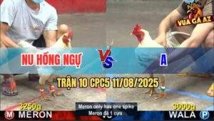Trận 10 CPC5 11/8/2025 - Gà Anh Nu Đá 2 Cây Chưa Ăn Còn Chấp 1 Cây