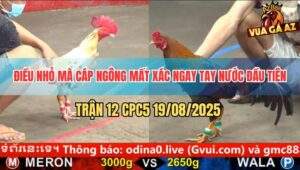 Trận 12 CPC5 19/8/2025 - Gà Điều Nhỏ Mà Cáp Ngông Bị Đá Thảm Bại