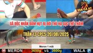 Trận 13 CPC5 20/5/2025 - Gà Độc Nhãn Đá Hụt Bị Đối Thủ Đâm Không Ngừng
