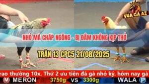 Trận 13 CPC5 21/8/2025 - Bướm Chấp Ngông Bị Chuối Đâm Không Kịp Thở