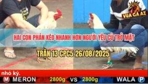 Trận 13 CPC5 26/8/2025 - Bướm Chân Vàng Quá Lì Gồng Cứu Chủ Thành Công