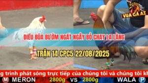 Trận 14 CPC5 22/8/2025 - Điều Chân Xanh Đâm Bướm Ngất Ngây Kêu Miệng