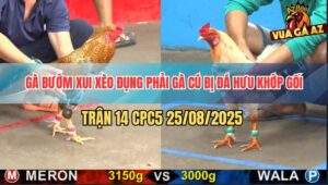 Trận 14 CPC5 25/8/2025 - Cú Bắt Hoa Bắt Bướm Ngay Sau Tay Nước Đầu