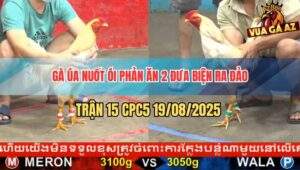 Trận 15 CPC5 19/8/2025 - Gà Úa Nuốt Ói Phản Kèo Đưa Biện Đi Bình Dương