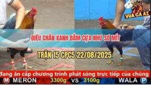 Trận 15 CPC5 22/8/2025 - Điều Chân Xanh Nhỏ Mà Đâm Cựa Như Chỉa