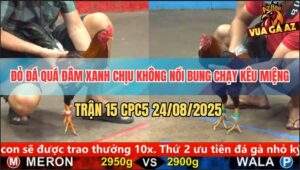 Trận 15 CPC5 24/8/2025 - Đỏ Đá Quá Đâm Xanh Bung Chạy Kêu Miệng