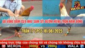 Trận 17 CPC5 18/8/2025 - Gà Vàng Đâm Chân Nào Có Tiền Chân Đó