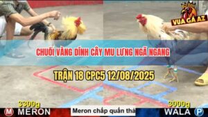 Trận 18 CPC5 12/8/2025 - Chuối Vàng Bị Đâm Sau Lưng Ngã Ngang Bất Tỉnh