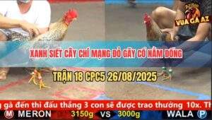 Trận 18 CPC5 26/8/2025 - Gà Cú Nhảy Không Qua Đầu Gối, Bị Táng Gãy Cổ