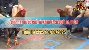 Trận 19 CPC5 20/5/2025 - Điều Đỏ Đâm cựa Liên Hoàn, Xanh Thở Không Kịp