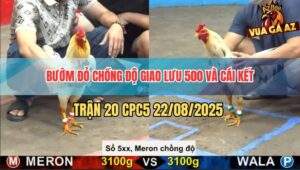 Trận 20 CPC5 22/8/2025 - Bướm Đỏ Chồng Độ Cáp Xổ 500 Hôm Nay Tại Cồn 5