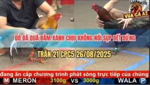 Trận 21 CPC5 26/8/2025 - Xám Điều Bú Điều Xanh Suy Sụp Đứng Không Vững