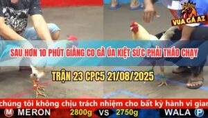 Trận 23 CPC5 21/8/2025 - Sau 10 Phút So Tài Gà Úa Bỏ Cuộc Chạy Mất Dép