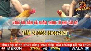 Trận 24 CPC5 18/8/2025 - Vàng Tàu Đâm Gà Bướm Thủng Lỗ Như Cái Rổ
