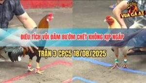 Trận 3 CPC5 18/8/2025 - Điều Tích Vôi Xử Gọn Bướm Trong Tay Nước Đầu