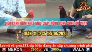 Trận 31 CPC5 18/8/2025 - Điều Xanh Đâm Khét Tơi Tả Rồi Bỏ Chiến Công