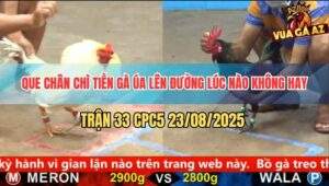 Trận 33 CPC5 23/8/2025 - Que Chân Chì Đâm Úa Chết Lúc Nào Không Hay