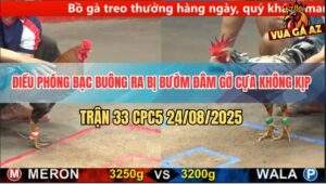 Trận 33 CPC5 24/8/2025 - Điều Chưa Thả Dí Bạc Buông Ra Bướm Đá Như Con