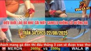 Trận 34 CPC5 22/8/2025 - Điều Đuôi Lao Siết Tay Nước Camelo Nằm Đo Sàn