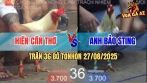 Trận 36 Bồ TonHon 27/8/2025 - Anh Bảo Sting Đụng Anh Hiền Cần Thơ