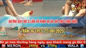 Trận 36 CPC5 22/8/2025 - Bướm Bay Bồ Thoát Thân 3 Lần Vẫn Bị Kết Liễu