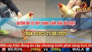 Trận 4 CPC5 21/8/2025 - Bướm Đỏ Có Pha Tự Hủy Xong Co Giò Bỏ Chạy