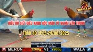 Trận 40 CPC5 24/8/2025 - Xanh Bung Chạy, Đỏ Nằm Vẫn Thắng