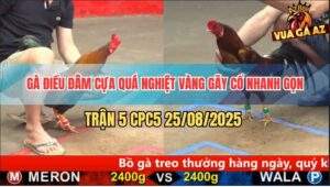 Trận 5 CPC5 25/8/2025 - Gà Điều Áp Sát Ra Chân Hiểm Đâm Đối Thủ Gãy Cổ