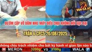 Trận 6 CPC5 20/5/2025 - Màu Bướm Hôm Nay May Độ Dỡ Giò Là Có Kết Quả