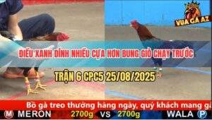 Trận 6 CPC5 25/8/2025 - Điều Đỏ Ra Đòn Độc Xanh Tháo Chạy Trối Chết
