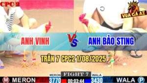 Trận 7 CPC2 1/8/2025 - Anh Vinh Tiếp Tục Hạ Anh Bảo Sting