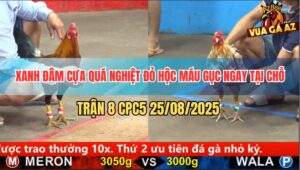 Trận 8 CPC5 25/8/2025 - Khét Simon Hạ Gà Điều Chỉ Vỏn Vẹn 2 Tay Nước
