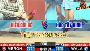 Trận 1 CPC6 28/10/2025 - Gà Xám Chụp Đá Mấy Chân Gà Que Té Cắm Đầu