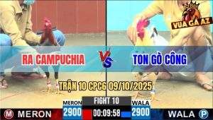 Trận 10 CPC6 9/10/2025 - Gà Que Nuốt Ói Hạ Sát Bướm Hiệu Anh Ton